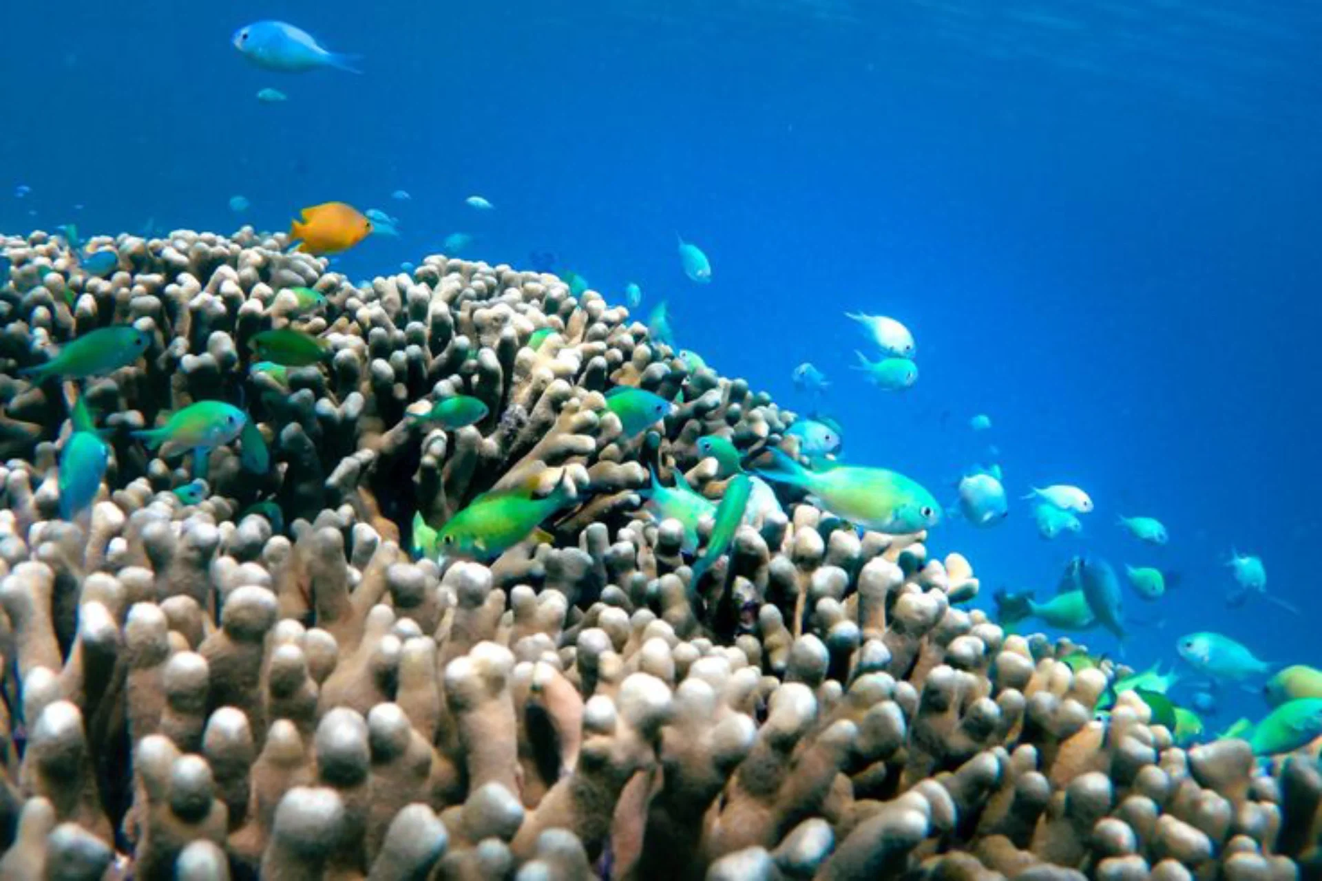 17 Islands Marine Park in Riung, Flores_ A Quick & Wet Guide