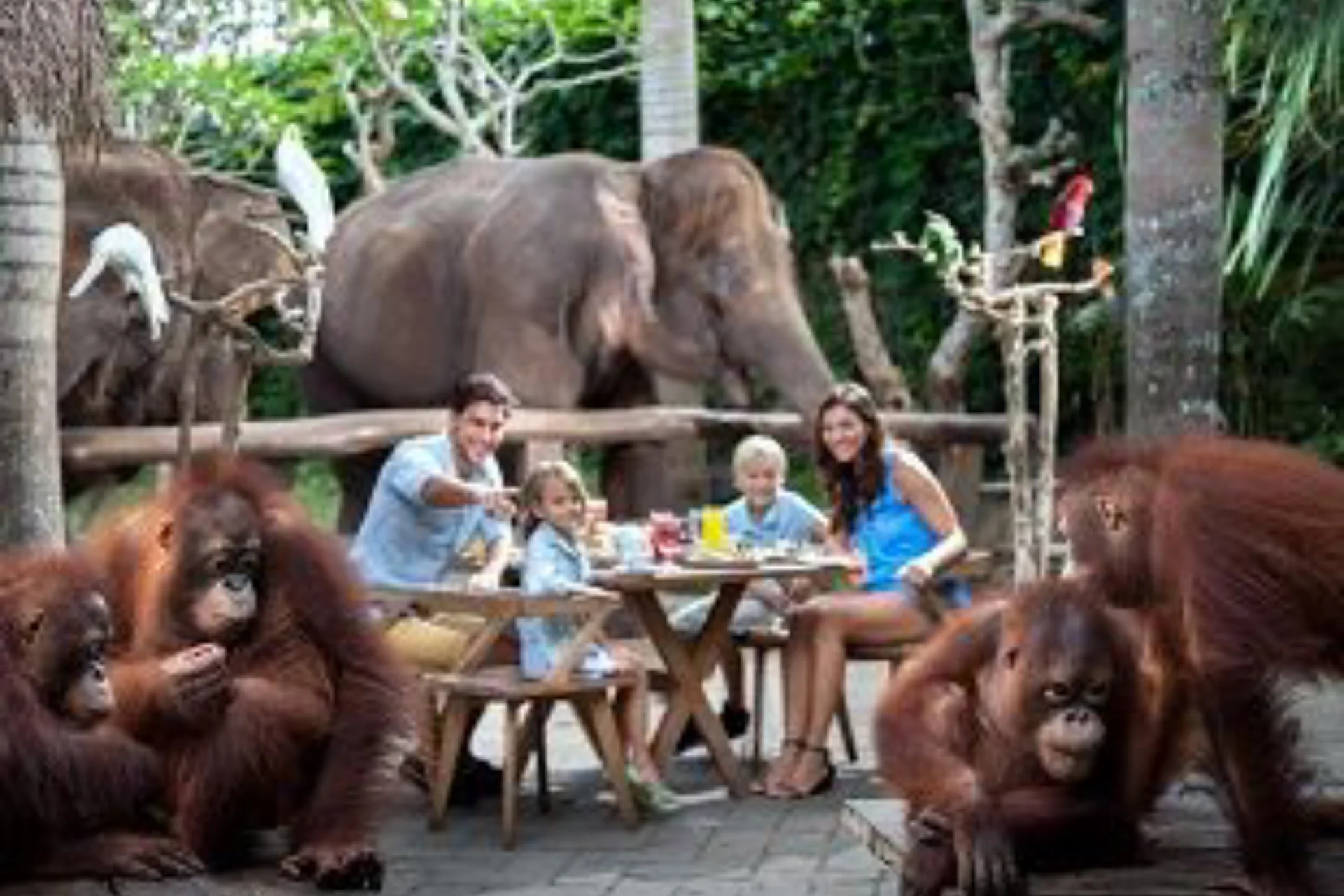 Breakfast with Orangutan at the Bali-Zoo