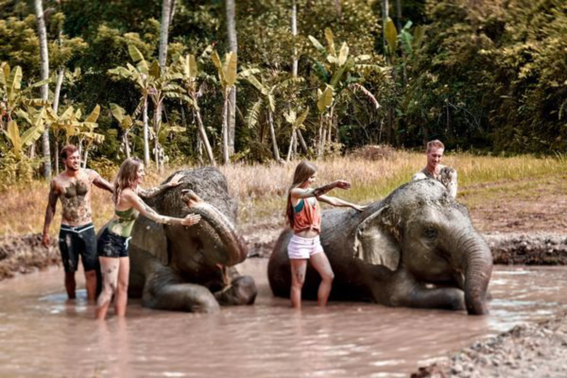 Fun in the mud with the elephants at Bali Zoo https___drifttravel_com_elephant-mud-fun_ #bali #zoo #travel #indonesia #thebalibible #balilife #explorebali #beach #instatravel #animallovers #wildlife