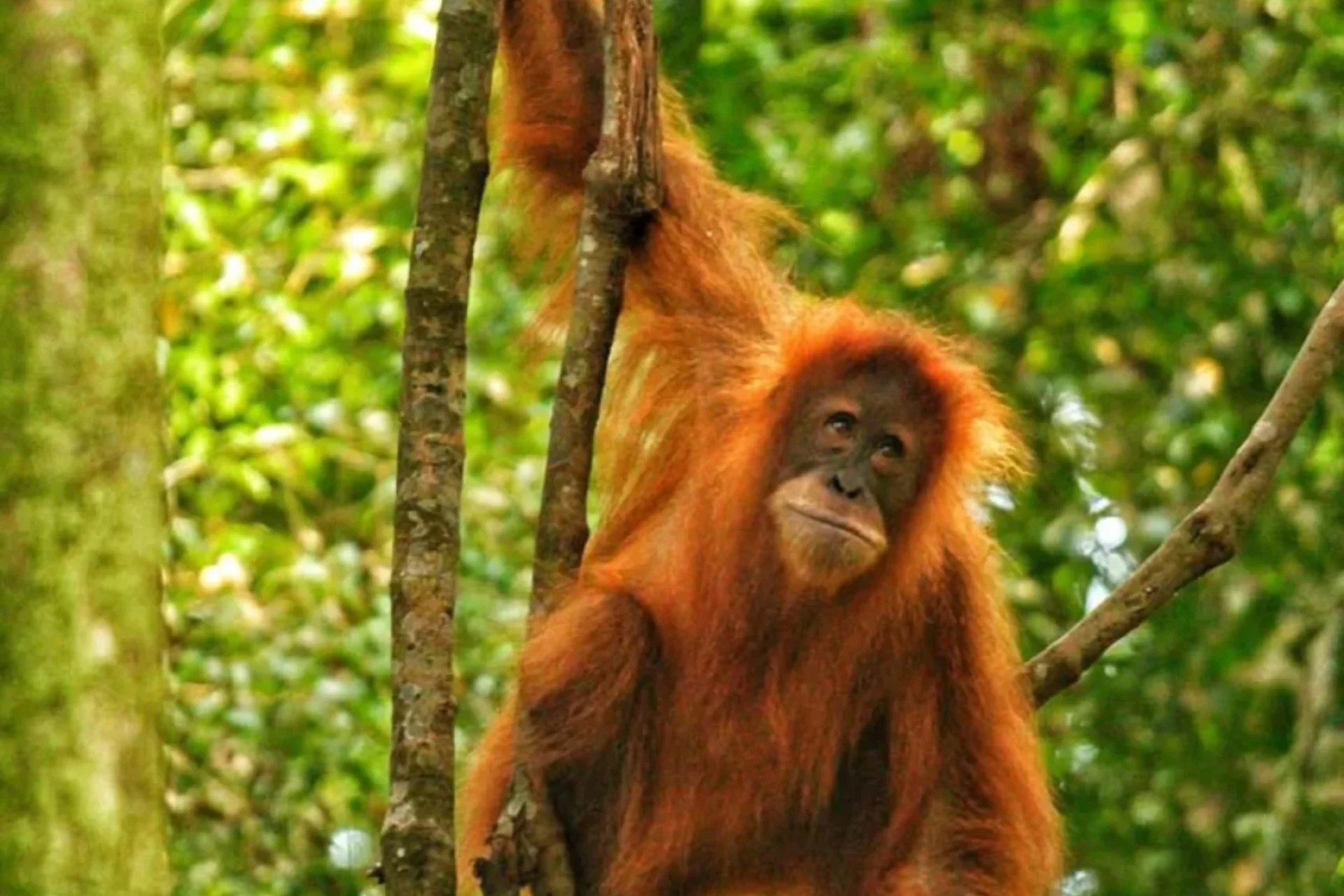 Gunung Leuser National Park _ Travel Guide to see Sumatran Orangutans, Indonesia