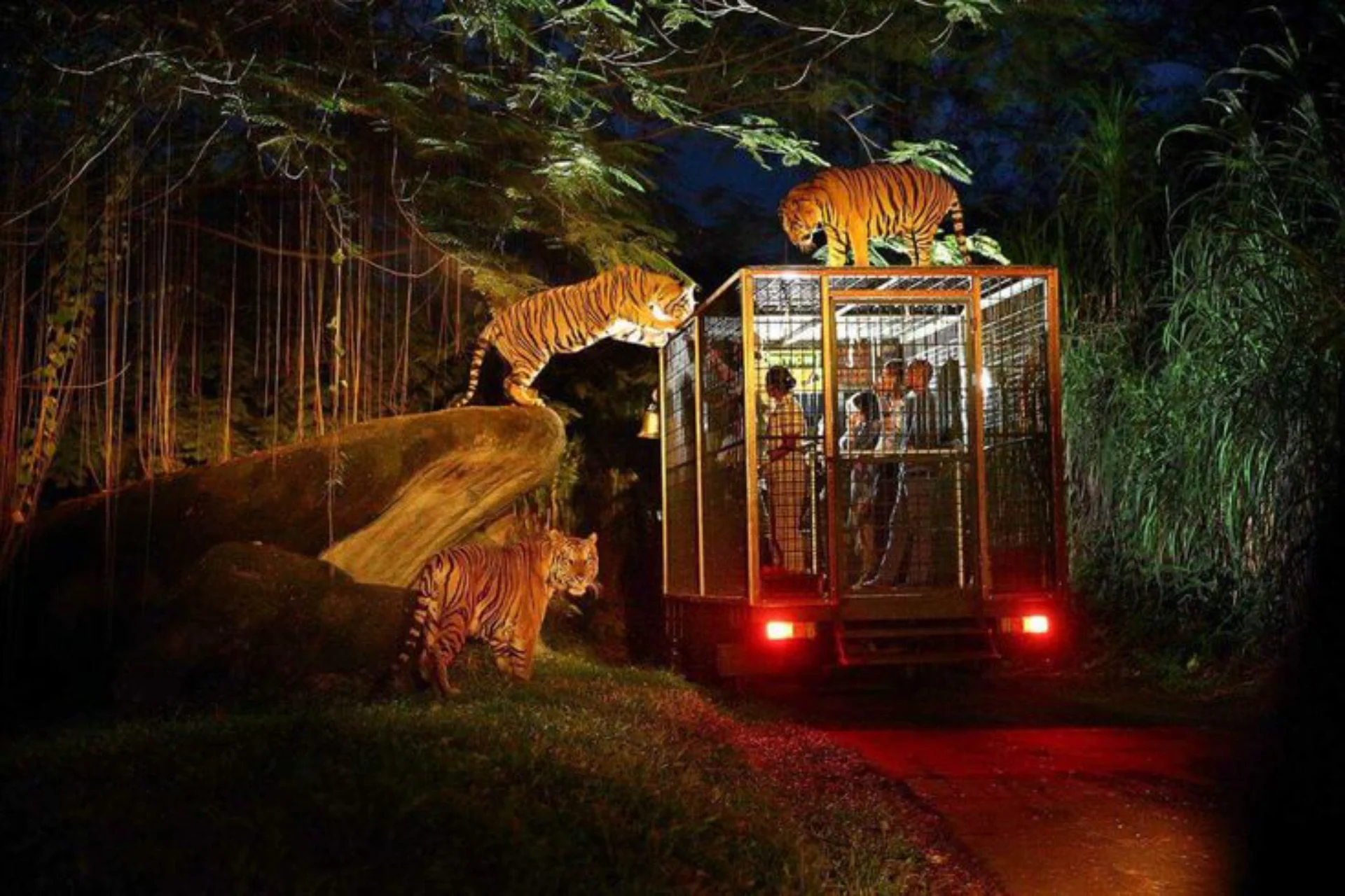 Night Safari, Bali Safari And Marine Park, Bali