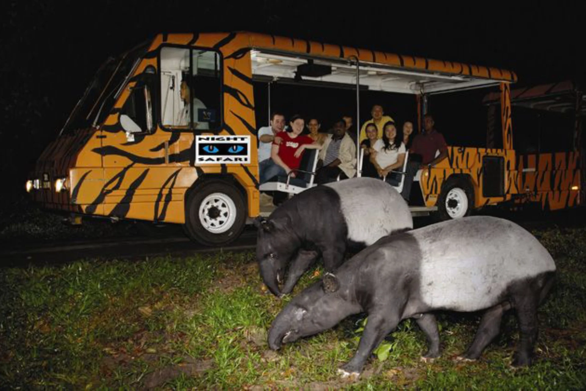 Night Safari Singapore _ Mandai Wildlife Reserve