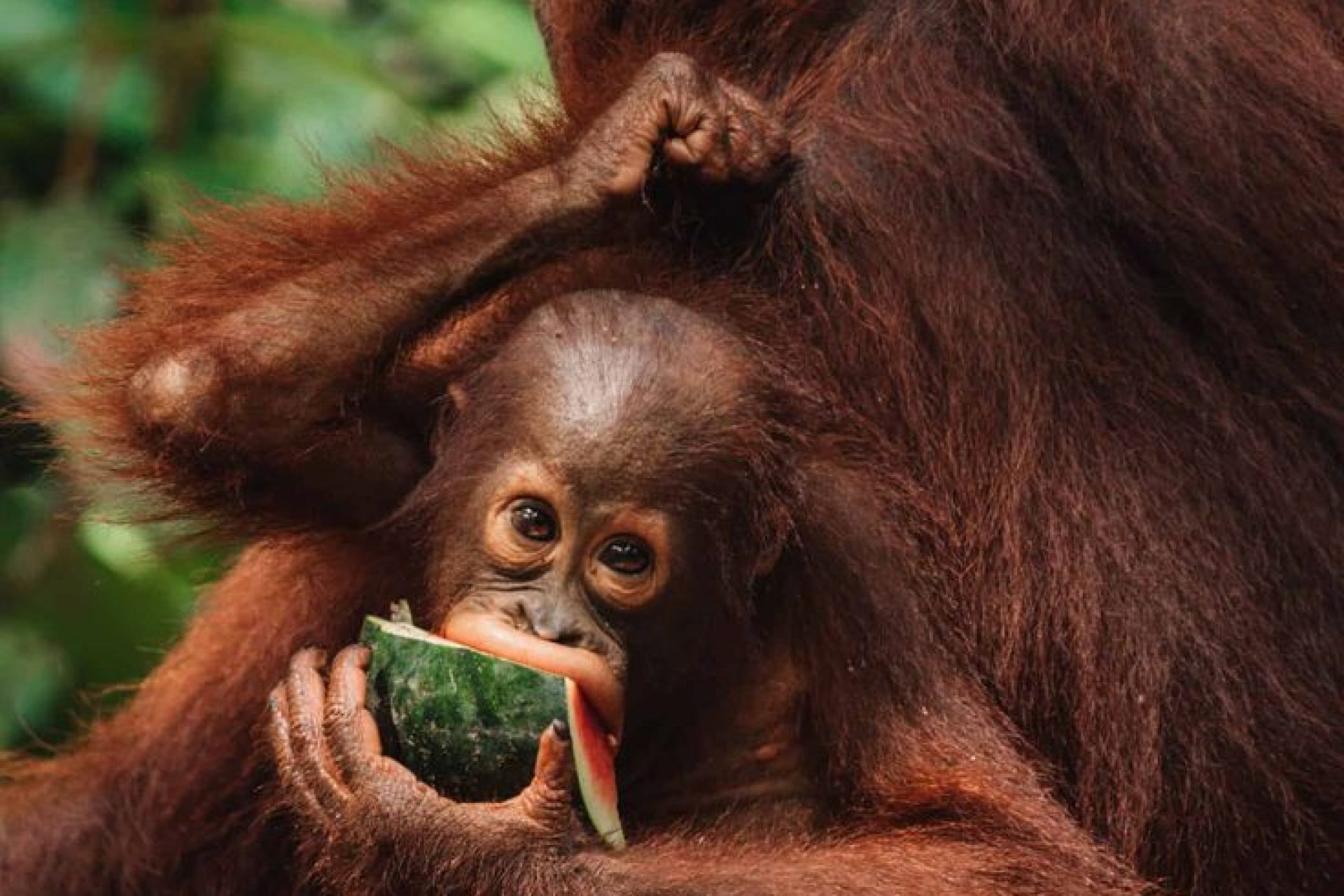 Our Trekking Tour Packages _ Orangutan Trekking Tours Borneo