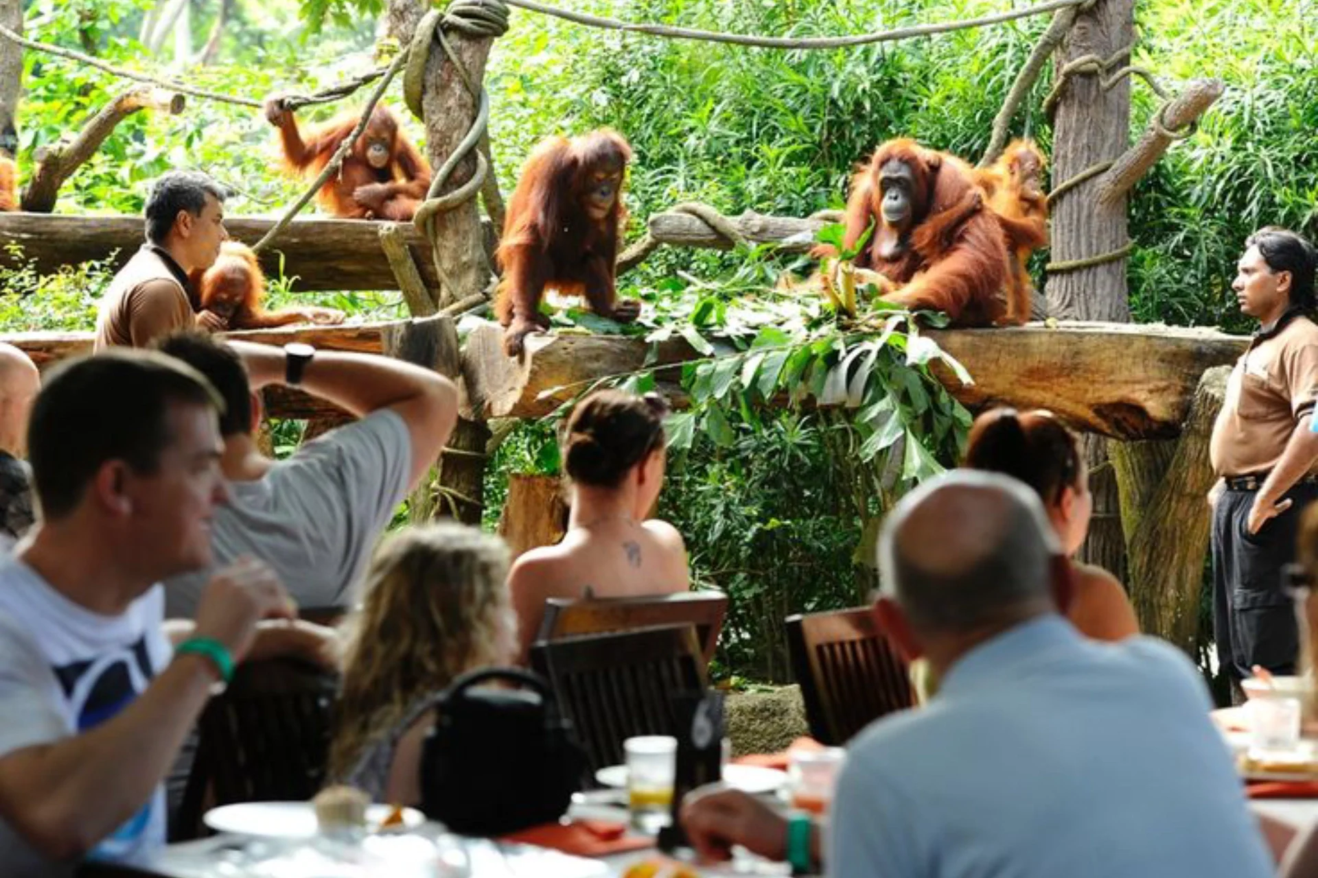 Singapore Zoo tips & guide — Some experiences and useful tips for visiting Singapore Zoo - Living + Nomads – Travel tips, Guides, News & Information!