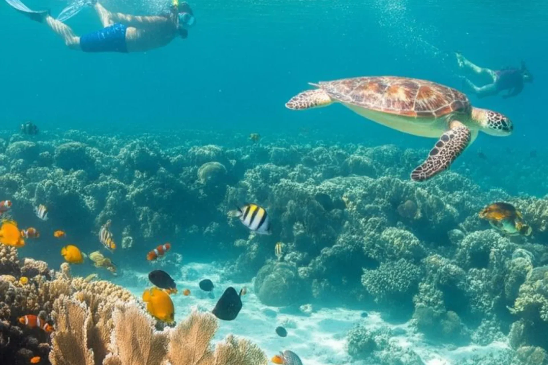 Snorkel Paradise_ Bali’s Gili Islands Await!