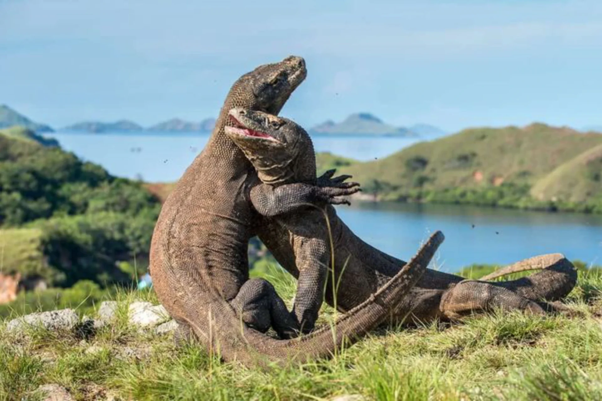 Wildlife in Asia_ Meet The Komodo Dragon - Breathedreamgo