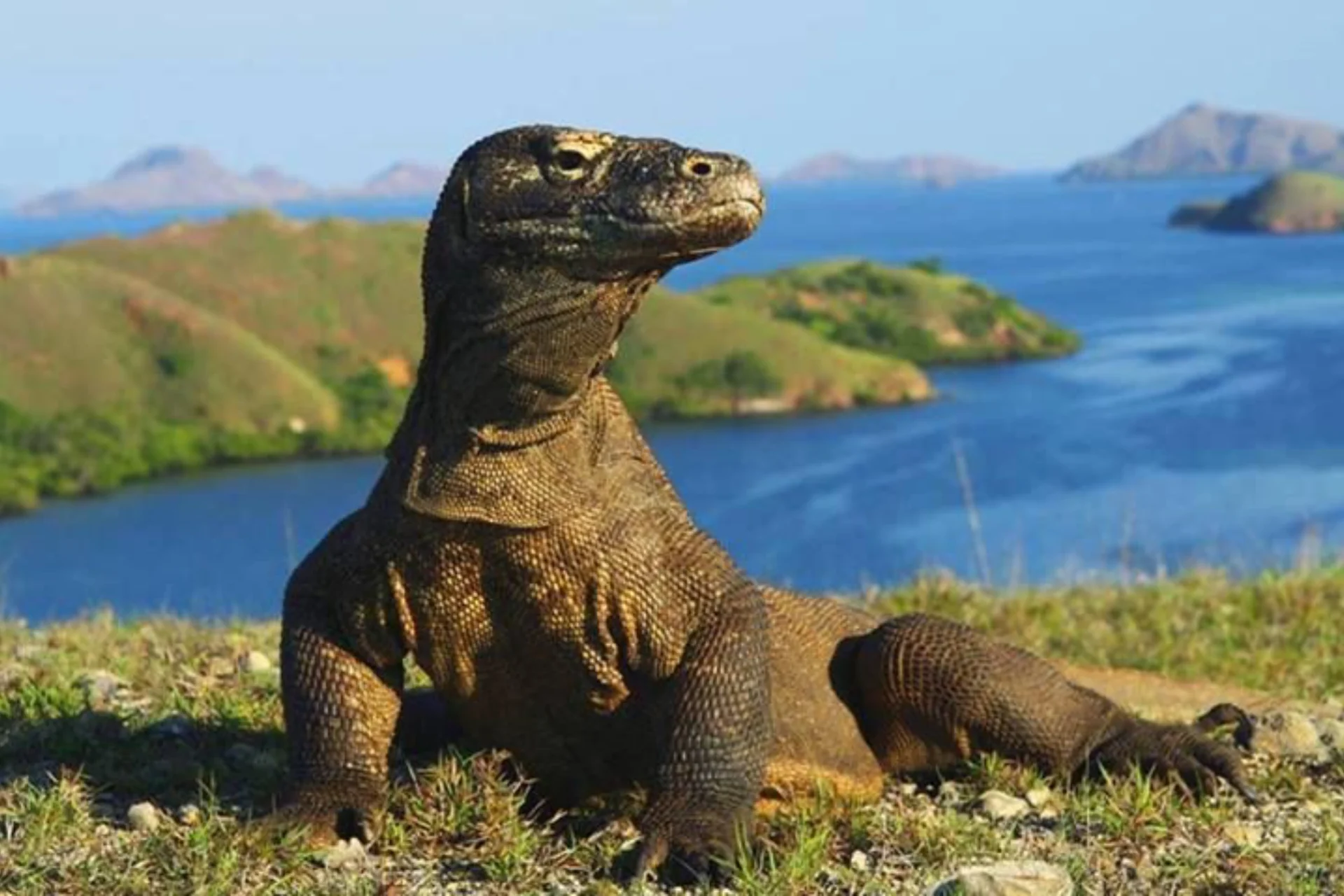 komodo dragon komodo adalah satu-satunya binatang purba yang masi ada di muka bumi ini,dan terdapat di indonesia bagian timur,yaitu di pulau flores _