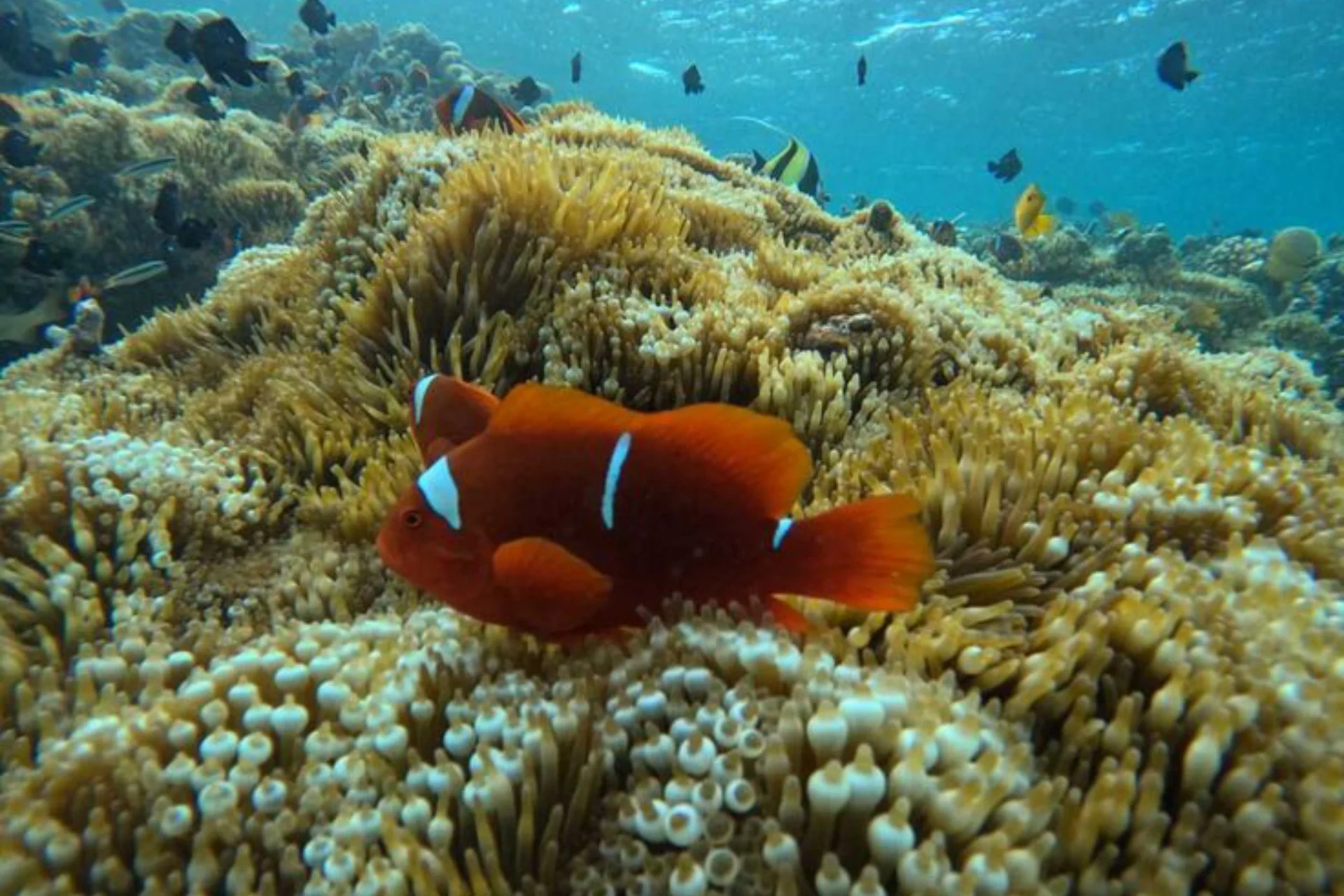 snorkeling pantai pink lombok